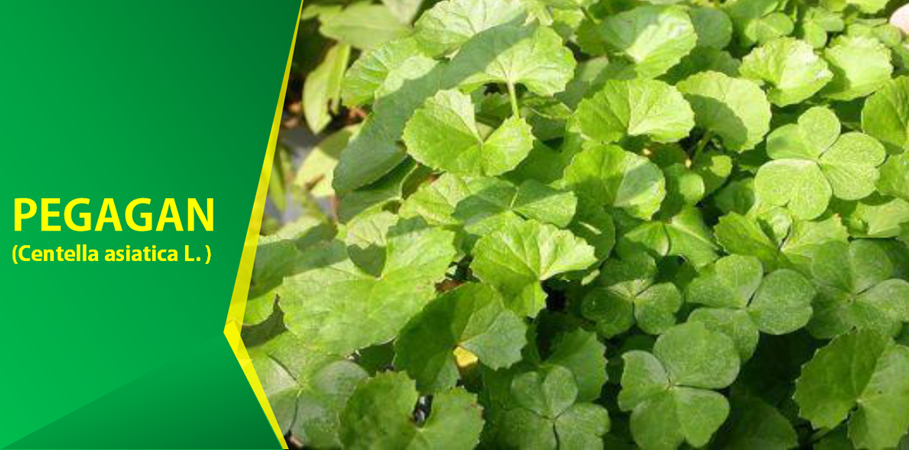 Khasiat Pegagan Obati Tumor Khasiat Pegagan Obati Tumor